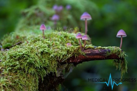 Według największego do tej pory badania klinicznego halucynogen w grzybach łagodzi depresję