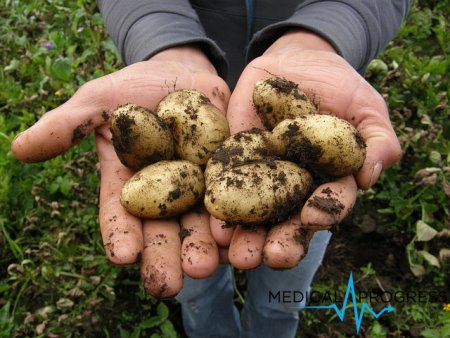 Nowy antybiotyk pochodzi z patogennej bakterii występującej w ziemniakach